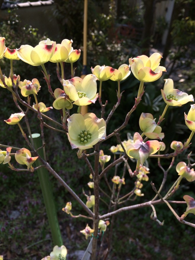 ハナミズキ ハナミズキが咲き始めました。 （ZENJU） | 結い日和 | 鎌倉投信